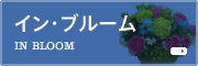 イン・ブルーム